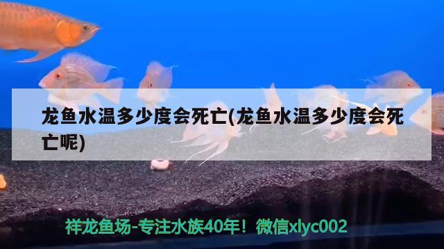 白云金絲魚水質(zhì)(白云金絲魚是冷水魚嗎) 溫控設(shè)備 第3張