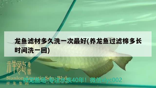 龍魚濾材多久洗一次最好(養(yǎng)龍魚過濾棉多長(zhǎng)時(shí)間洗一回) 過背金龍魚