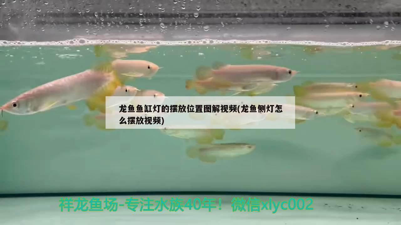 龍魚魚缸燈的擺放位置圖解視頻(龍魚側(cè)燈怎么擺放視頻)