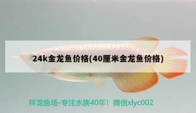 24k金龍魚價格(40厘米金龍魚價格) 白子銀版魚苗 第1張