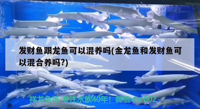 發(fā)財魚跟龍魚可以混養(yǎng)嗎(金龍魚和發(fā)財魚可以混合養(yǎng)嗎?) 祥龍龍魚專用水族燈