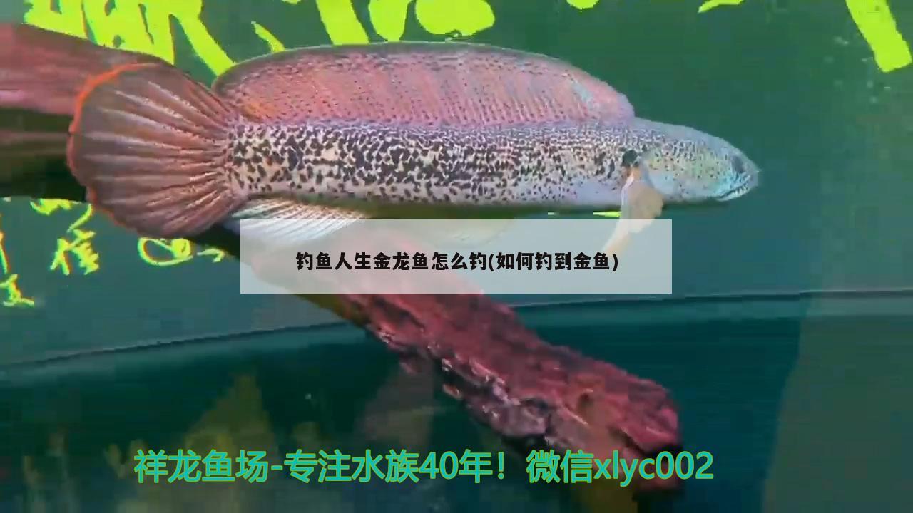 釣魚人生金龍魚怎么釣(如何釣到金魚)