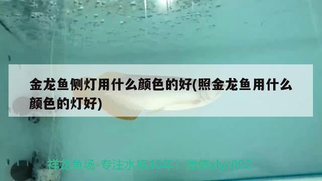 適合和六角龍魚(yú)養(yǎng)的魚(yú)類，什么魚(yú)能和六角龍魚(yú)養(yǎng)在一起 過(guò)背金龍魚(yú) 第2張