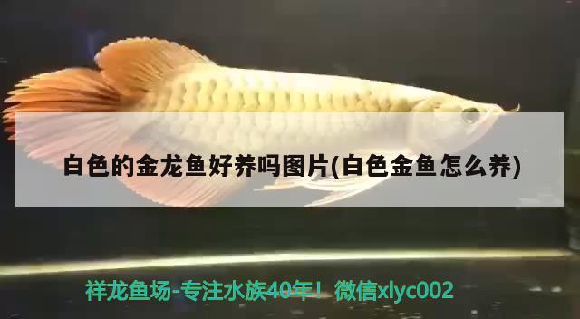 白色的金龍魚好養(yǎng)嗎圖片(白色金魚怎么養(yǎng))