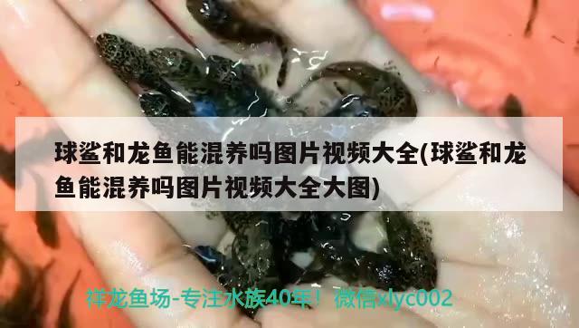 球鯊和龍魚能混養(yǎng)嗎圖片視頻大全(球鯊和龍魚能混養(yǎng)嗎圖片視頻大全大圖) 球鯊魚