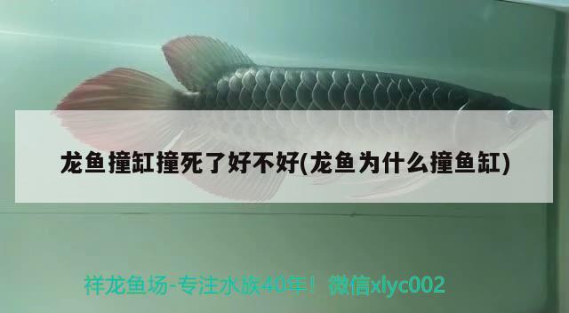 龍魚(yú)撞缸撞死了好不好(龍魚(yú)為什么撞魚(yú)缸) 黃金斑馬魚(yú)