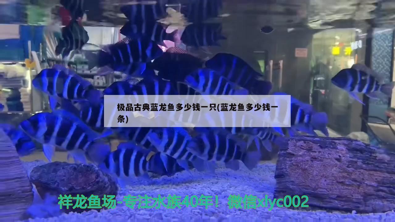 極品古典藍(lán)龍魚多少錢一只(藍(lán)龍魚多少錢一條)