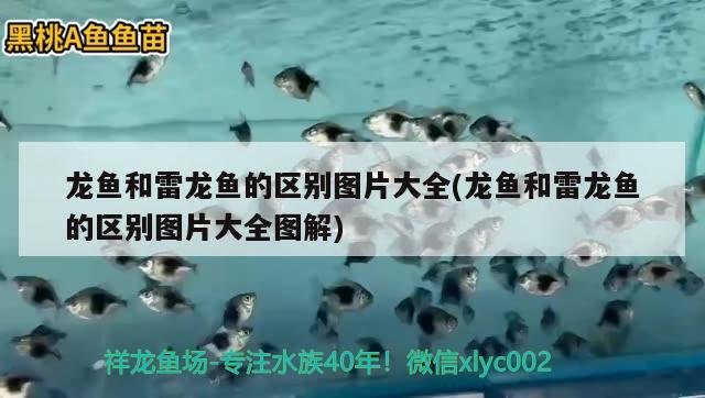 云浮水族館我的小幻彩到家十天表現(xiàn) 蘇虎 第1張