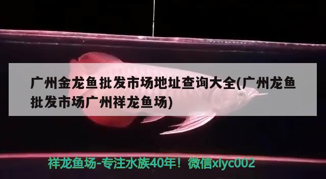 廣州金龍魚批發(fā)市場地址查詢大全(廣州龍魚批發(fā)市場廣州祥龍魚場)