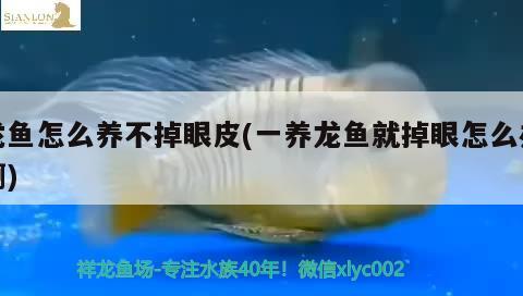 龍魚(yú)怎么養(yǎng)不掉眼皮(一養(yǎng)龍魚(yú)就掉眼怎么辦啊)