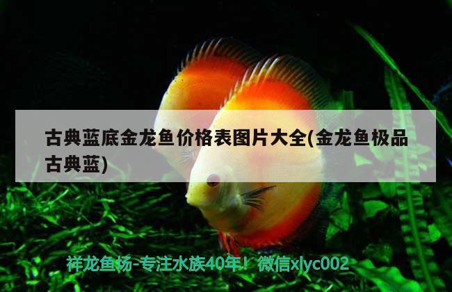 北京魚缸定做龍巖水族放心 北京龍巖水族商貿(mào)有限公司 紅龍福龍魚