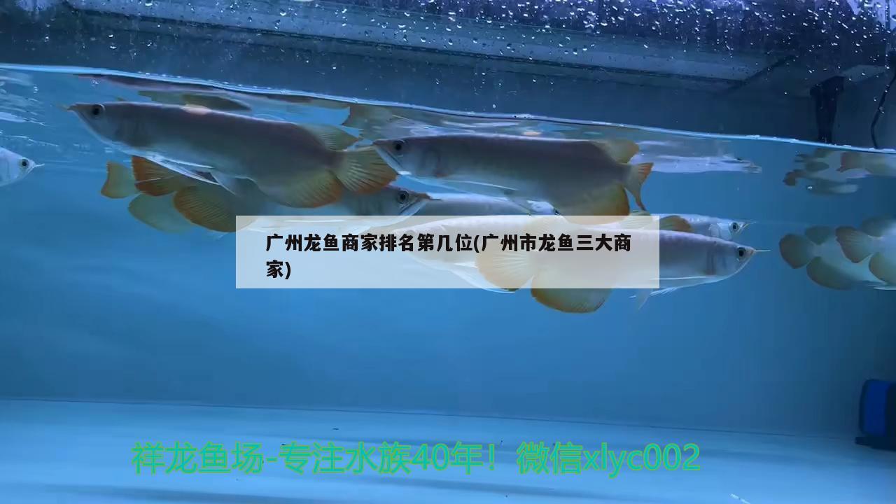 廣州龍魚商家排名第幾位(廣州市龍魚三大商家) 恐龍王魚