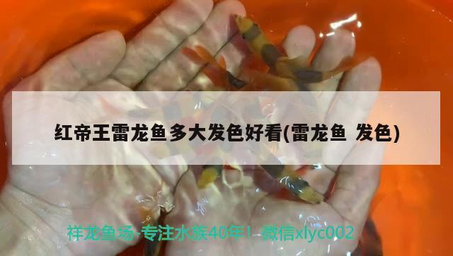 紅帝王雷龍魚多大發(fā)色好看(雷龍魚發(fā)色)