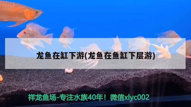 龍魚(yú)在缸下游(龍魚(yú)在魚(yú)缸下層游)