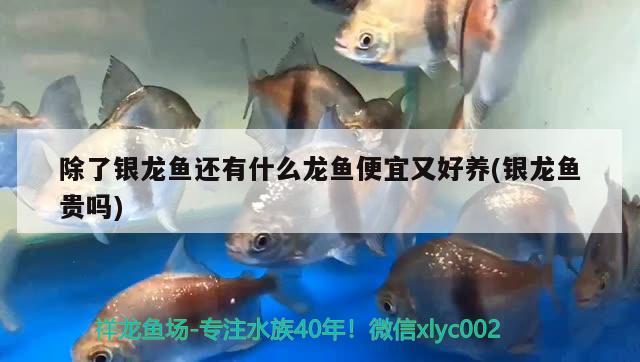 除了銀龍魚還有什么龍魚便宜又好養(yǎng)(銀龍魚貴嗎)