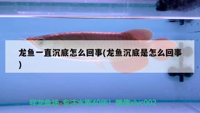 龍魚一直沉底怎么回事(龍魚沉底是怎么回事) 白子黑帝王魟魚