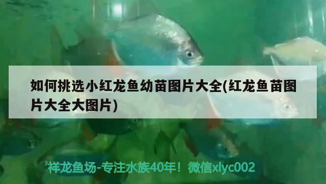 如何挑選小紅龍魚(yú)幼苗圖片大全(紅龍魚(yú)苗圖片大全大圖片)