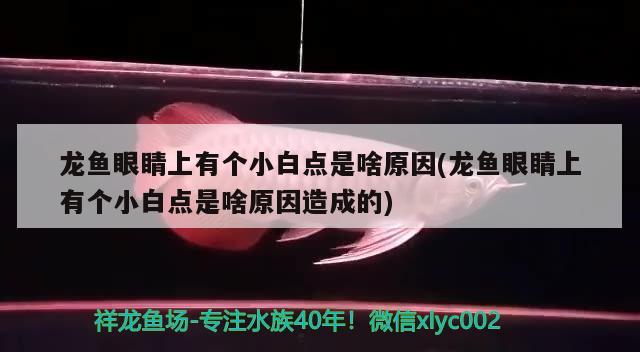 欽州水族館好久才來養(yǎng)到65cm哦