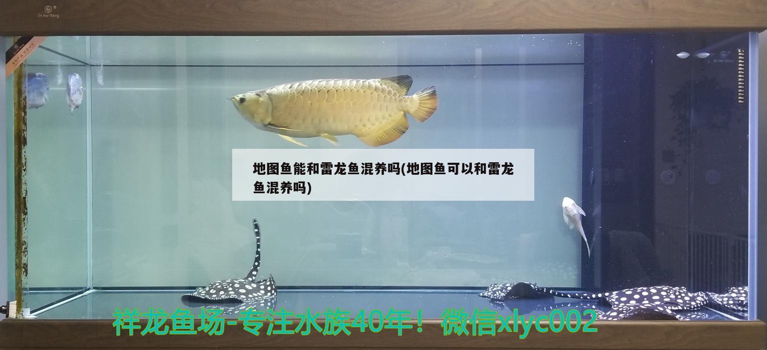 地圖魚能和雷龍魚混養(yǎng)嗎(地圖魚可以和雷龍魚混養(yǎng)嗎) 帝王迷宮魚