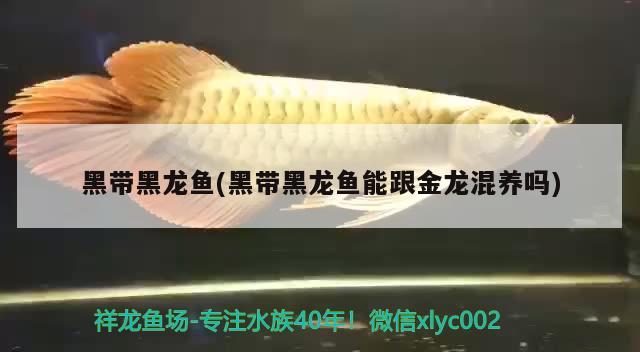 黑帶黑龍魚(yú)(黑帶黑龍魚(yú)能跟金龍混養(yǎng)嗎) 黃金河虎魚(yú)