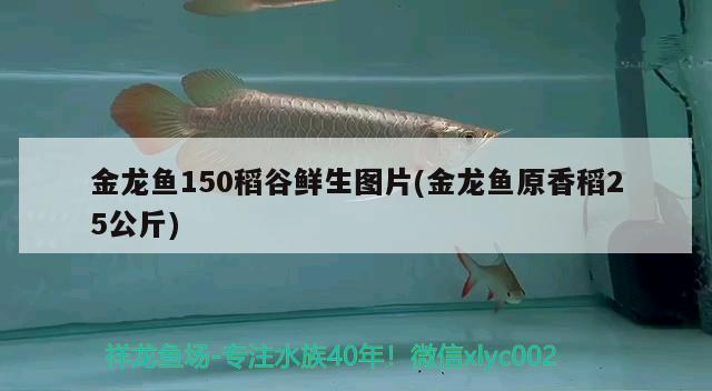 塔城水族批發(fā)市場地址電話是多少呀 塔城水族批發(fā)市場地址電話是多少呀