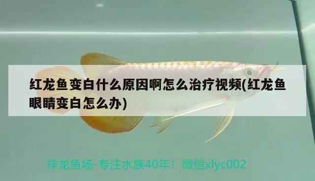 紅龍魚變白什么原因啊怎么治療視頻(紅龍魚眼睛變白怎么辦)