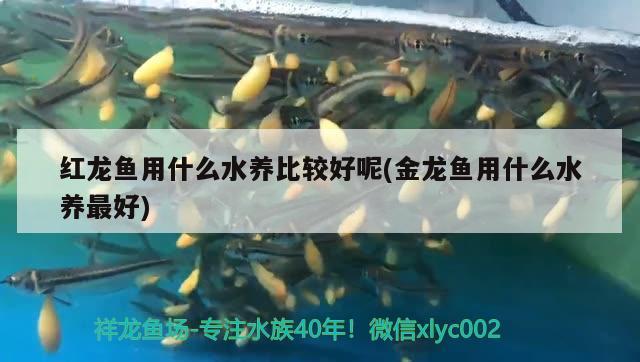 紅龍魚用什么水養(yǎng)比較好呢(金龍魚用什么水養(yǎng)最好) 紅眼黃化幽靈火箭魚|皇家火箭魚