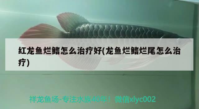 紅龍魚(yú)爛鰭怎么治療好(龍魚(yú)爛鰭爛尾怎么治療) 奈及利亞紅圓點(diǎn)狗頭