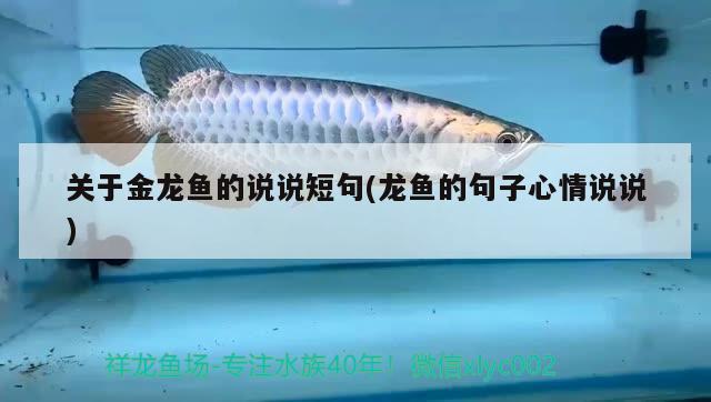 龍魚三個月不吃東西是什么病癥(龍魚三個月不吃東西是什么病癥狀)