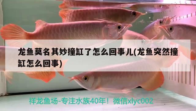 龍魚莫名其妙撞缸了怎么回事兒(龍魚突然撞缸怎么回事) 黃金河虎魚 第2張