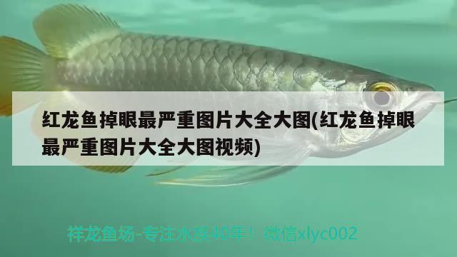 紅龍魚(yú)掉眼最嚴(yán)重圖片大全大圖(紅龍魚(yú)掉眼最嚴(yán)重圖片大全大圖視頻) 龍魚(yú)專用燈