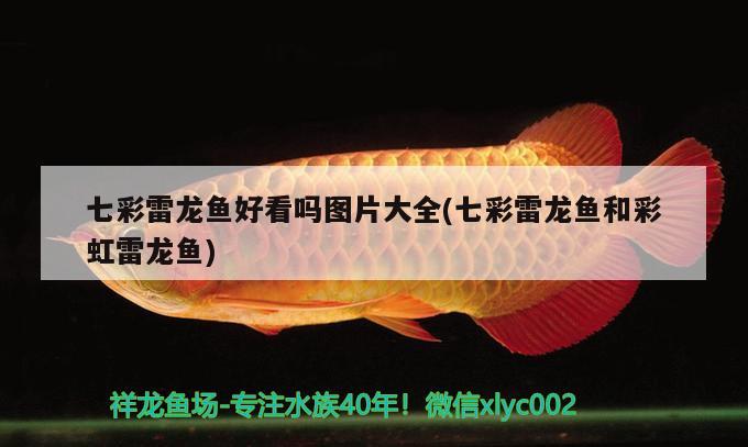 七彩雷龍魚好看嗎圖片大全(七彩雷龍魚和彩虹雷龍魚) 白子金龍魚