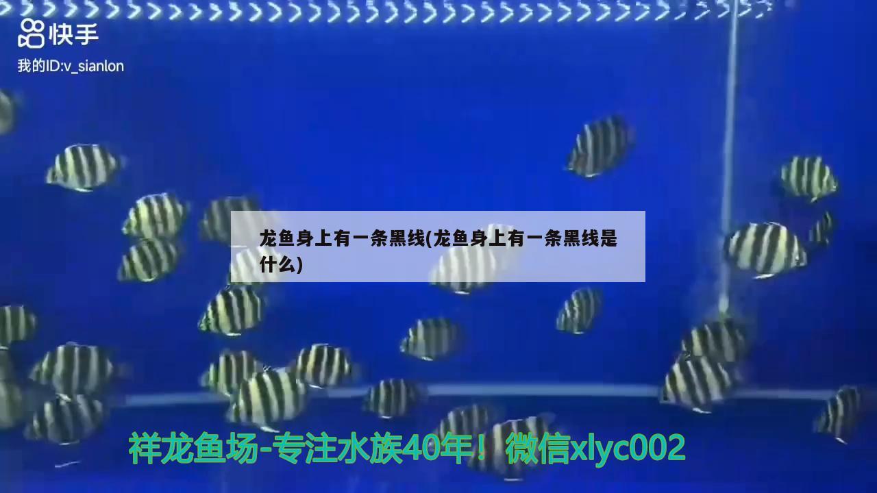 龍魚身上有一條黑線(龍魚身上有一條黑線是什么)