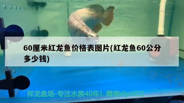 過(guò)背金龍魚(yú)的價(jià)格是多少？，b級(jí)過(guò)背金龍魚(yú)最貴能到多少錢(qián)金龍魚(yú)最便宜要多少錢(qián) B級(jí)過(guò)背金龍魚(yú) 第2張