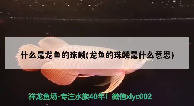 什么是龍魚的珠鱗(龍魚的珠鱗是什么意思) 孵化器