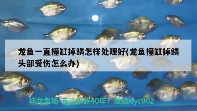 龍魚(yú)一直撞缸掉鱗怎樣處理好(龍魚(yú)撞缸掉鱗頭部受傷怎么辦) 魚(yú)缸水質(zhì)穩(wěn)定劑