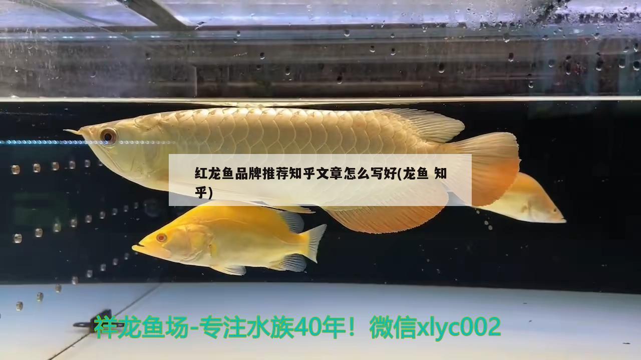 紅龍魚品牌推薦知乎文章怎么寫好(龍魚知乎)