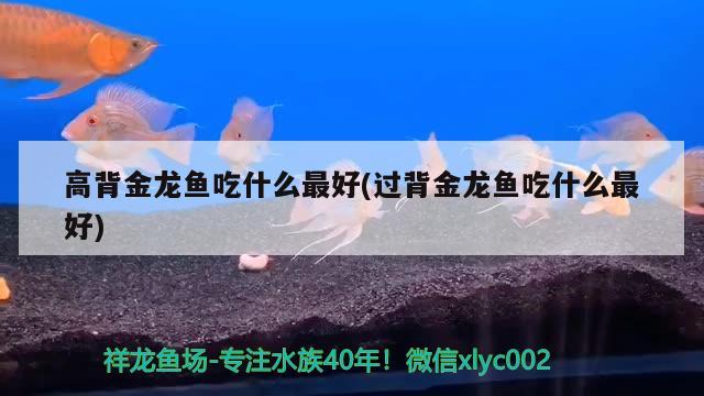 高背金龍魚吃什么最好(過背金龍魚吃什么最好) 高背金龍魚