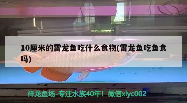 10厘米的雷龍魚吃什么食物(雷龍魚吃魚食嗎)