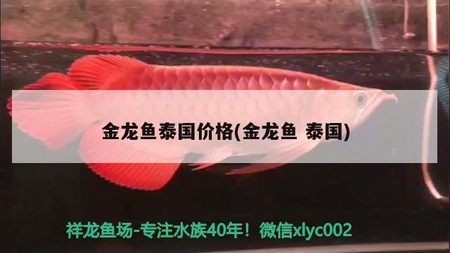 遼源二手魚(yú)缸轉(zhuǎn)讓信息最新地址 遼源二手魚(yú)缸轉(zhuǎn)讓信息最新地址電話(huà) 白條過(guò)背金龍魚(yú)