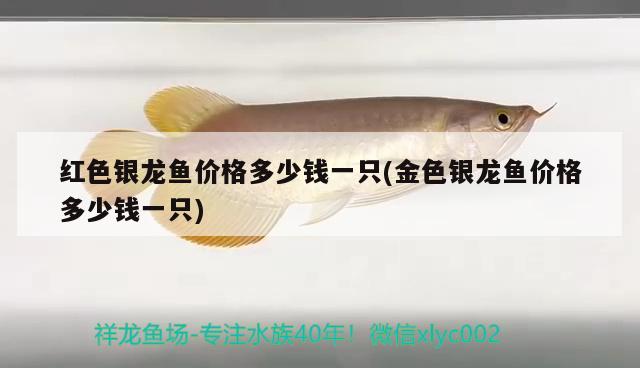 紅色銀龍魚(yú)價(jià)格多少錢一只(金色銀龍魚(yú)價(jià)格多少錢一只)