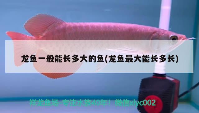 龍魚一般能長多大的魚(龍魚最大能長多長) 古典過背金龍魚