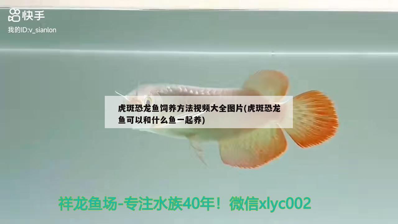 金龍魚素描作品圖片（素描金龍魚畫法步驟大全） 照明器材 第2張