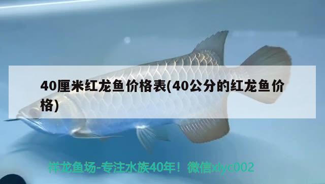 40厘米紅龍魚價格表(40公分的紅龍魚價格) 綠皮辣椒小紅龍 第1張