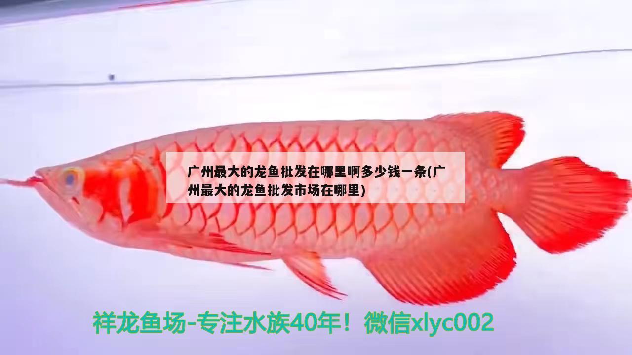 斑點(diǎn)龍魚(yú)圖片大全高清(斑點(diǎn)龍的大圖片) 印尼四紋虎