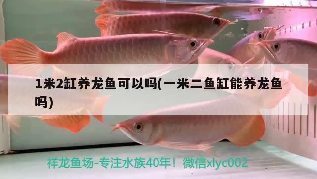 1米2缸養(yǎng)龍魚可以嗎(一米二魚缸能養(yǎng)龍魚嗎) 羅漢魚