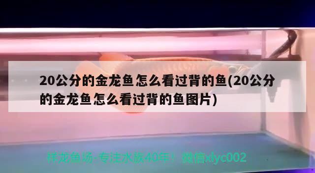 20公分的金龍魚怎么看過背的魚(20公分的金龍魚怎么看過背的魚圖片) 短身紅龍魚