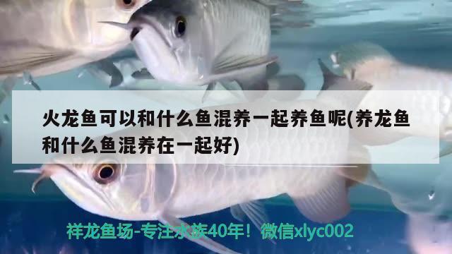 火龍魚可以和什么魚混養(yǎng)一起養(yǎng)魚呢(養(yǎng)龍魚和什么魚混養(yǎng)在一起好)