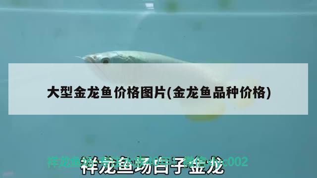 大型金龍魚價格圖片(金龍魚品種價格) 龍魚百科