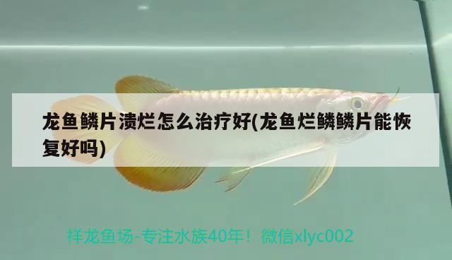 龍魚鱗片潰爛怎么治療好(龍魚爛鱗鱗片能恢復(fù)好嗎)